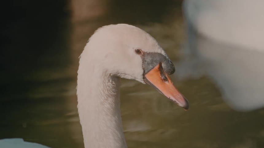 White duck in a lake