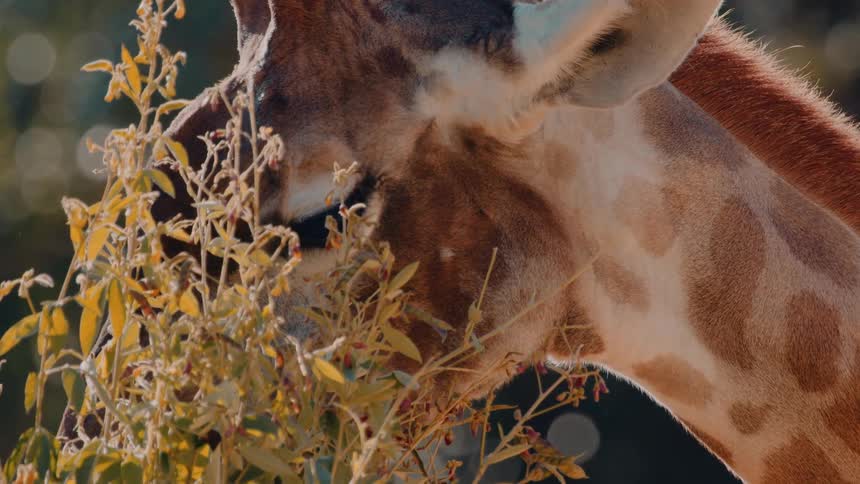 A giraffe stretches its neck to nibble leaves from a tall shrub on a sunny day