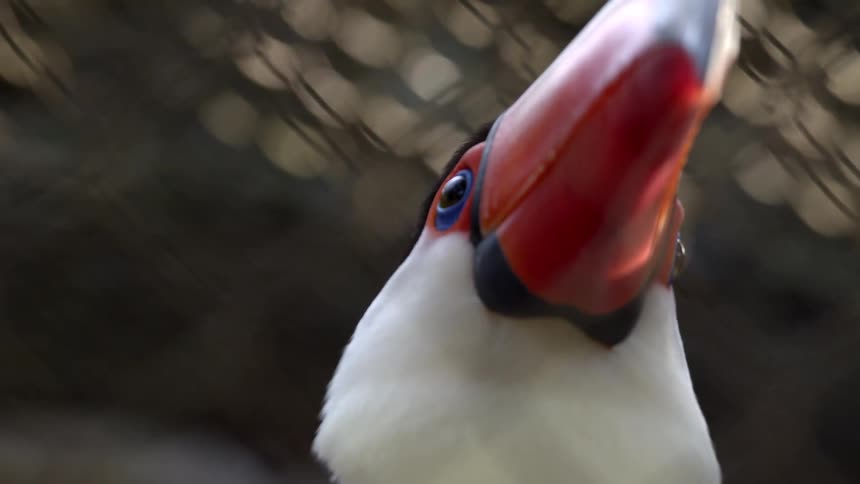 Toucan with long orange beak