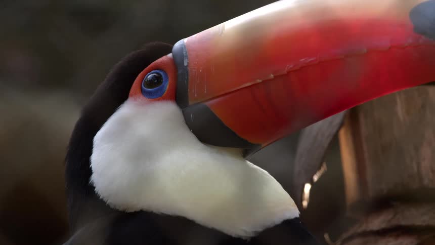 Blueeyed toucan in a tree
