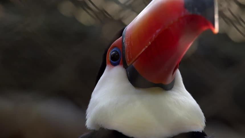Closeup of a toucan seen during the day