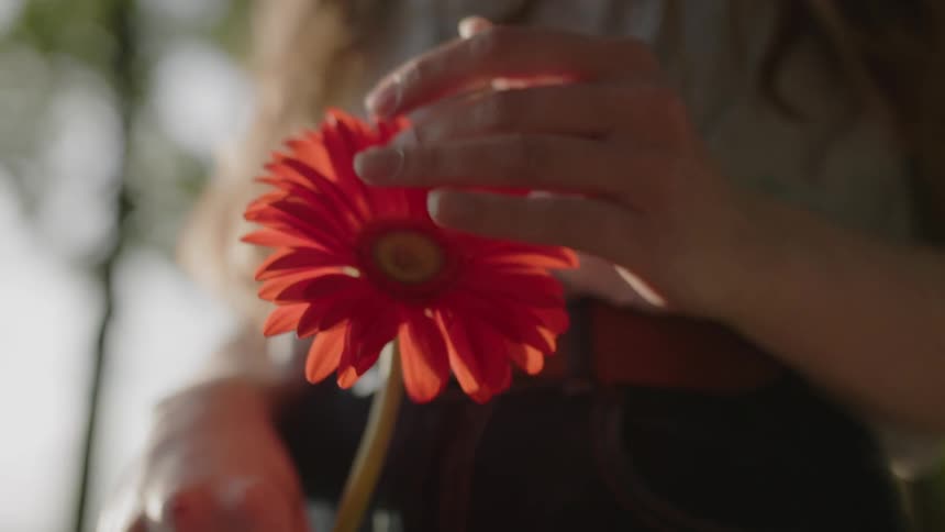A close view shows a persons hands delicately holding a vibrant red and orange flower with sunlight illuminating the petals