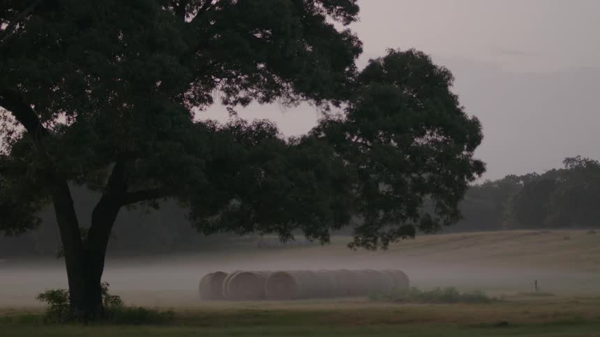 A tree stands in a foggy field