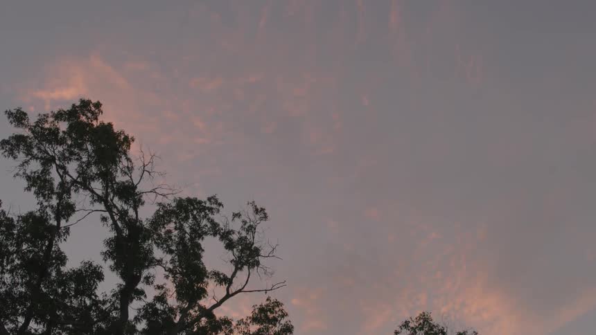 Tree branches are shown at sunset