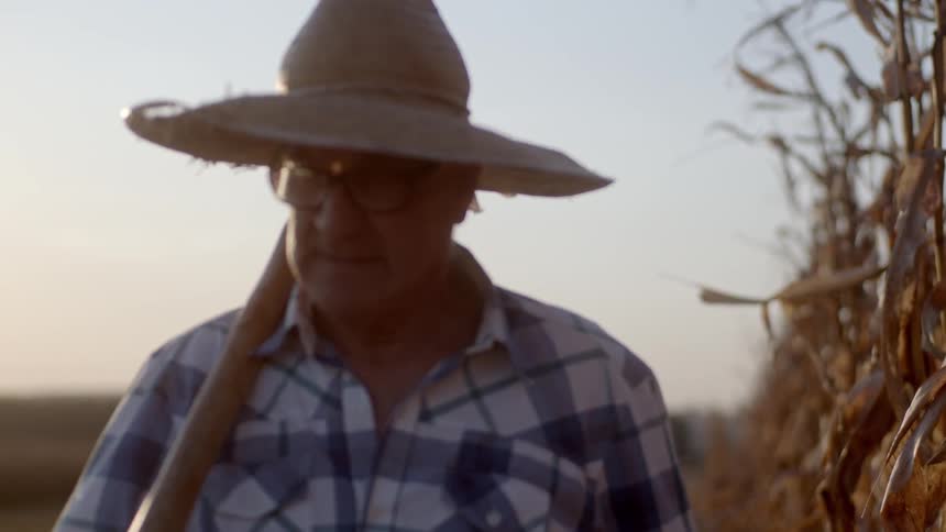Male farmer walks along a maize plantation during daytime carrying a long tool with a wooden handle