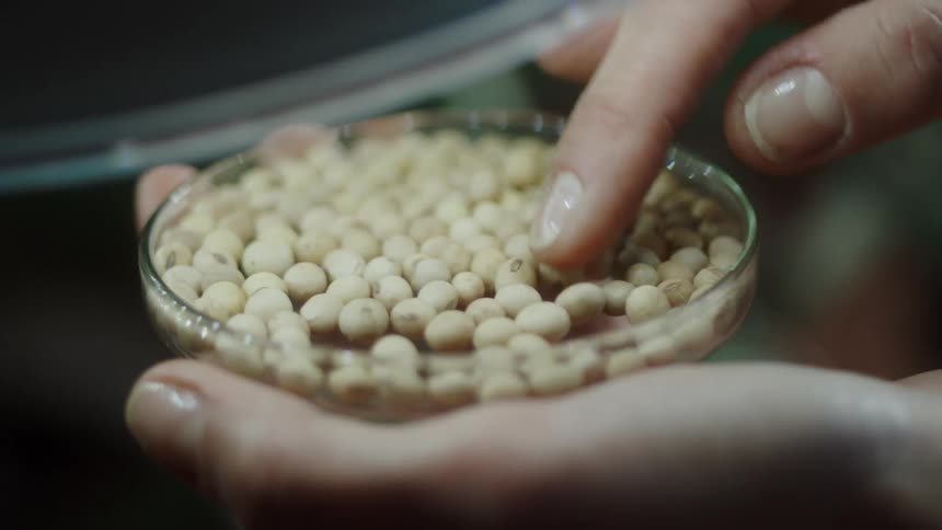 A person moves the seeds around in the petri dish