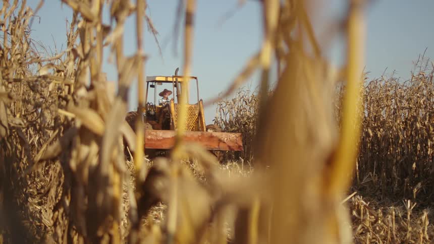 Male farmer drives a yellow tractor through a plantation during daytime