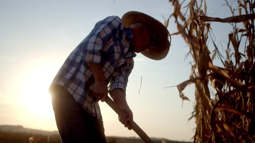 The farmer is using a tool to cut the corn crops