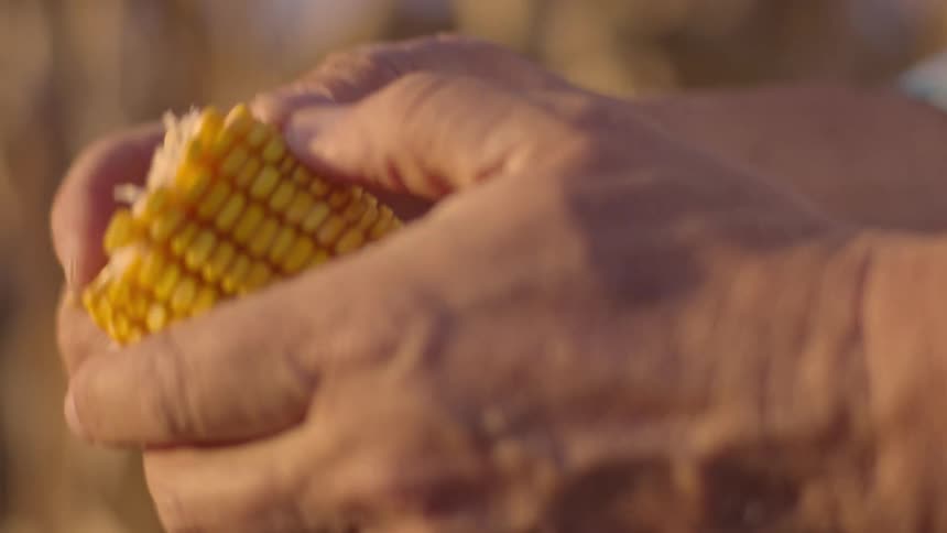 A man outdoors holds a corn cob and breaks it in half