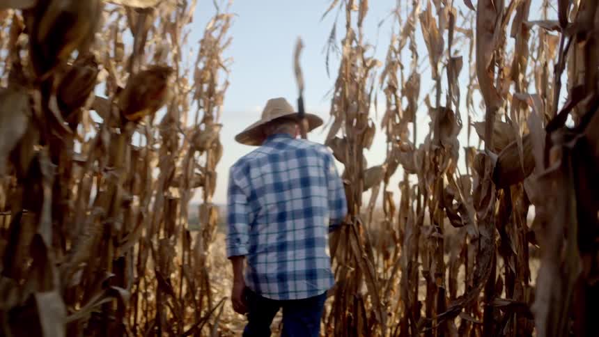 The farmer walks through his crops