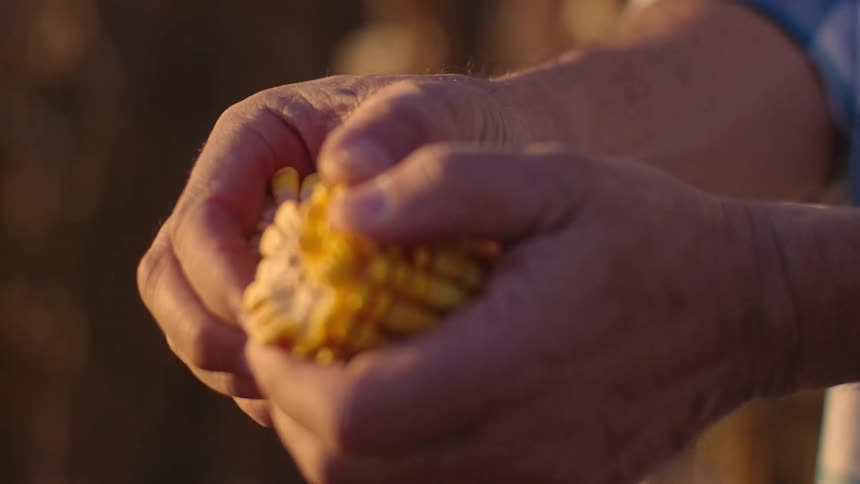 Close up of a mans hands as he breaks a corn cob and plucks corn kernels from it while standing outdoors during daytime
