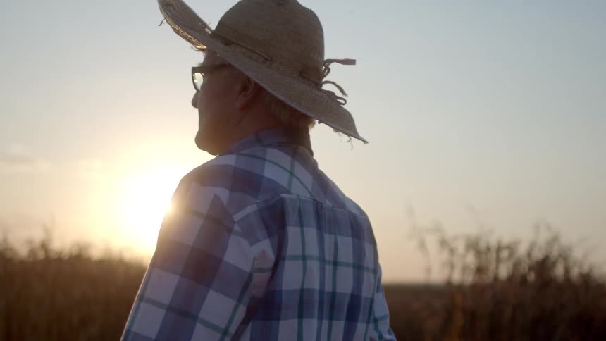 The farmer is walking through his land