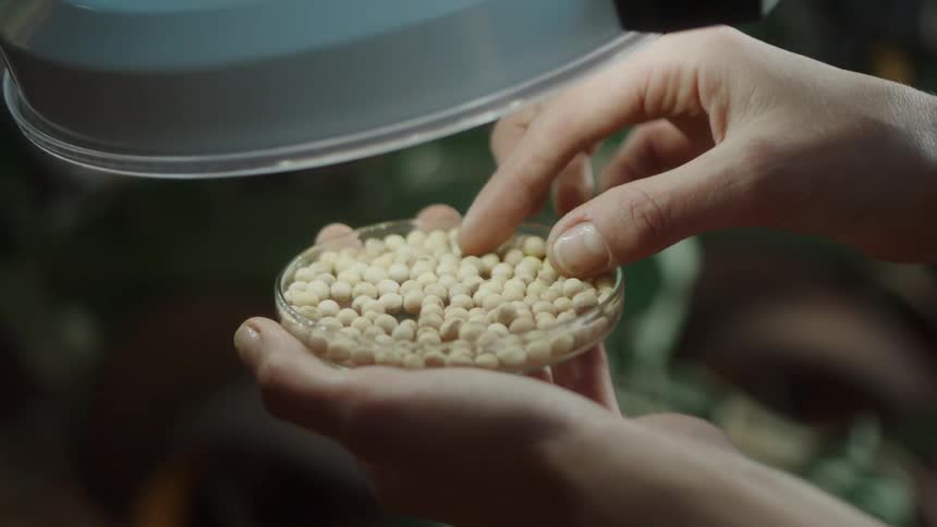 A hand holding a small dish containing urad dal under light