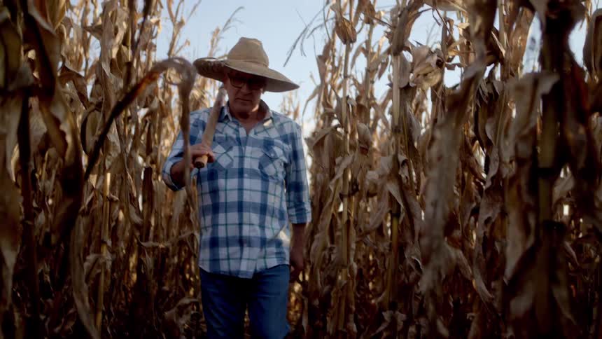 Elderly man in hat walking through dry cornfield