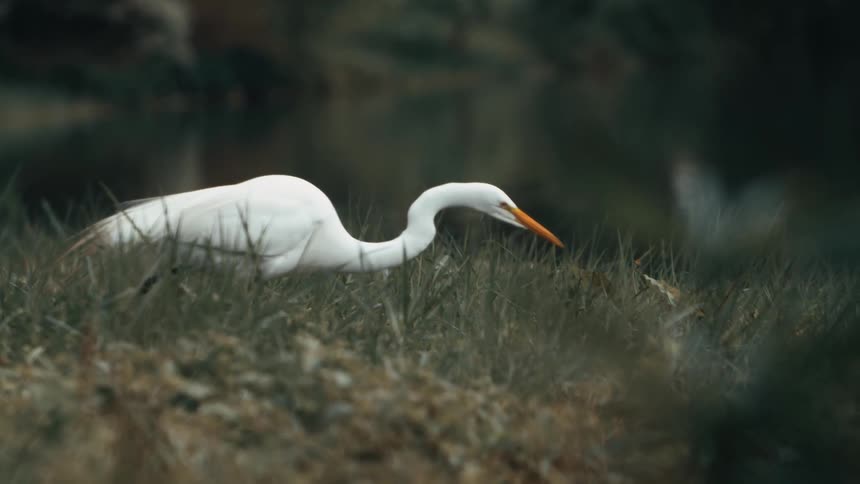 The white bird is sitting in the grass