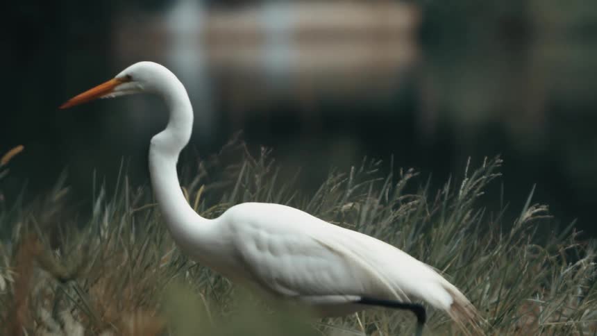 The white bird moves slowly in the grass