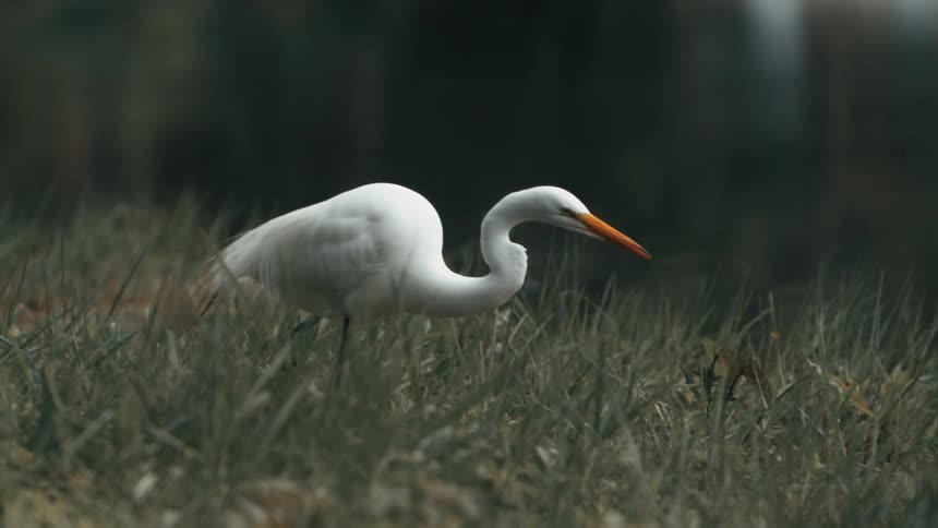 A white egret with an orange beak stands in tall grass alert and still