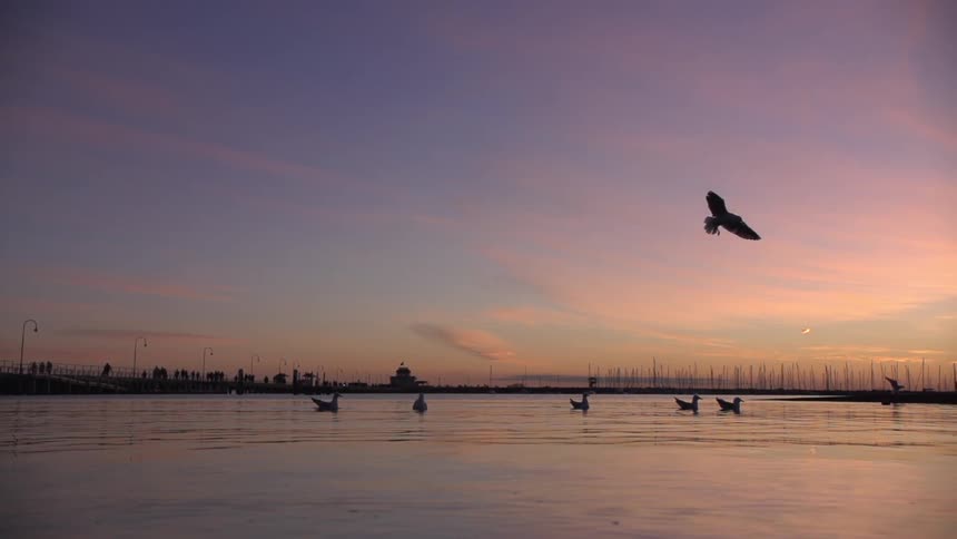 Birds float on water at sunset