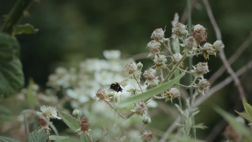 Close up of a bee sipping nectar from multiple white flowers outdoors during daytime