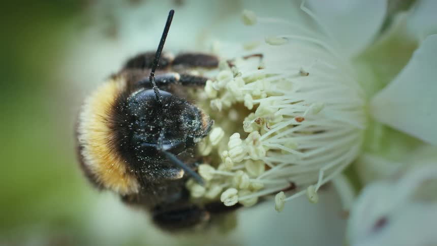 Extreme close up of a bee feeding on pollen from a flower outdoors during daytime
