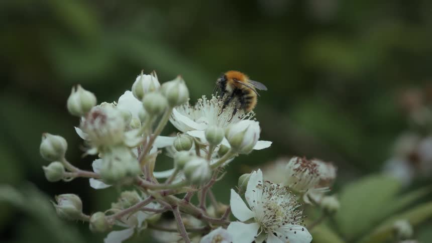 Bee collecting nectar from white flowers