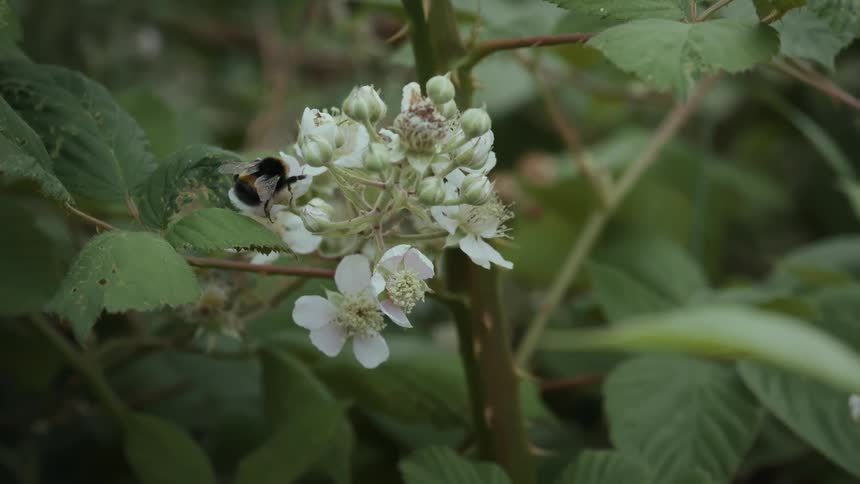 Close up of a bee perching and sipping nectar from a white flower outdoors during daytime
