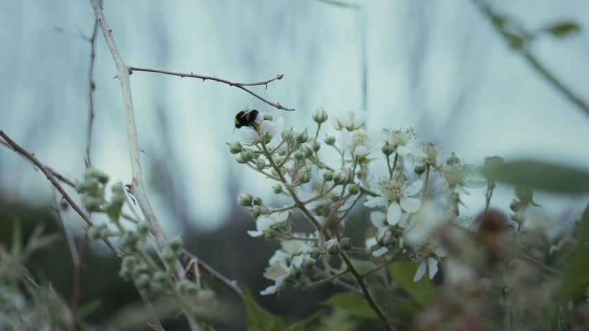 A bee flies to a flowering plant perches on it for a second and then flies off