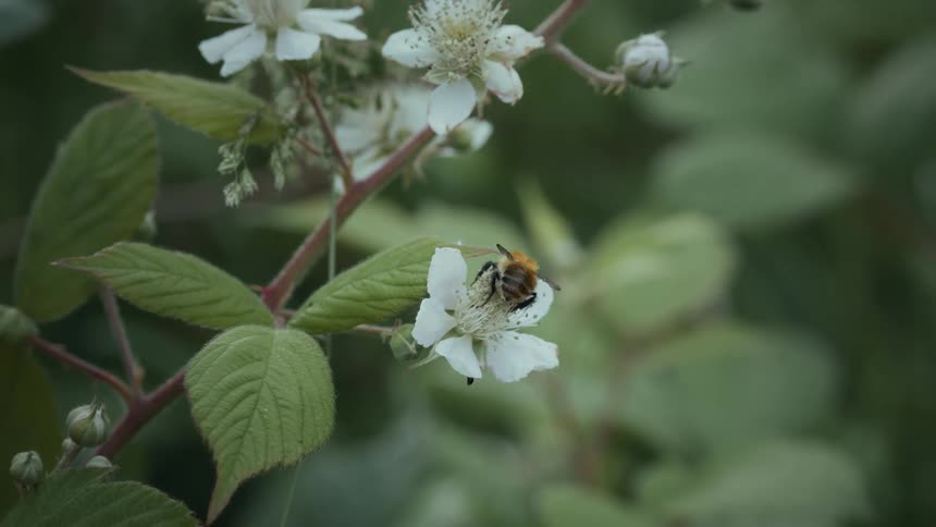 A bumble bee sitting on a white flower and then flying around flowers
