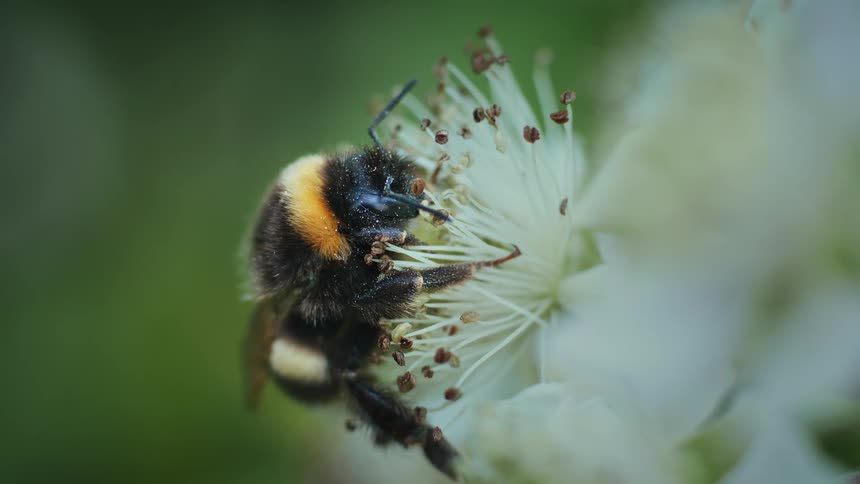 Close up of a bumble bee sipping flower nectar outdoors during daytime
