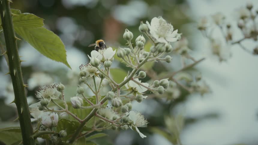 A bee gathers nectar from white flowers