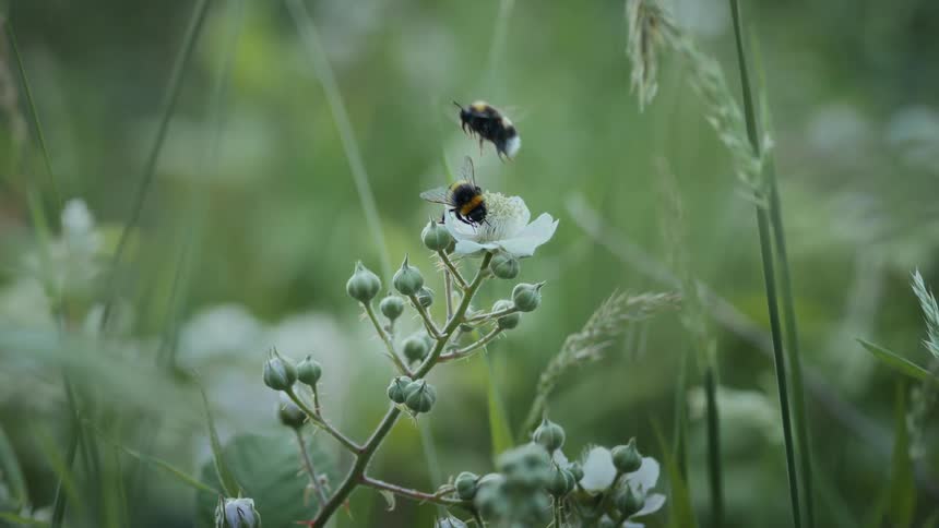 Two bumblebees pollinate a single white flower in a lush green field