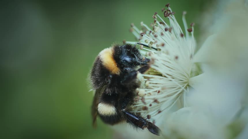 The bumblebee is pollinating the flower