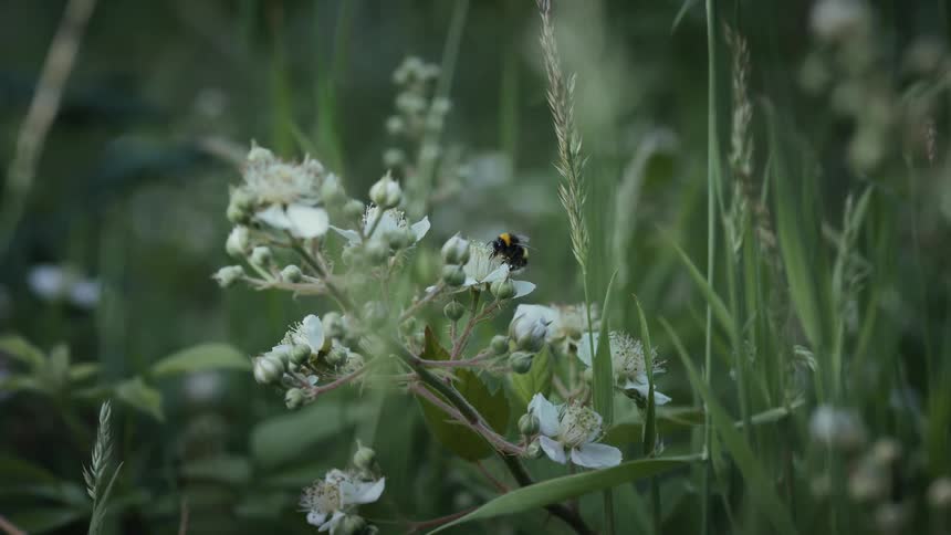 Bees are pollinating the flowers