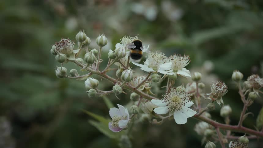 A bee pollinates white wildflowers in bloom