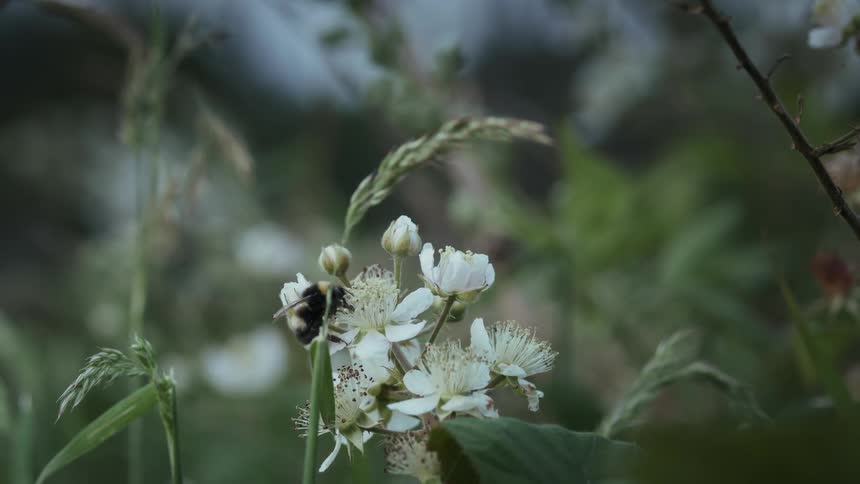 A bumble bee is perched on a cluster of delicate white wildflowers in a grassy field