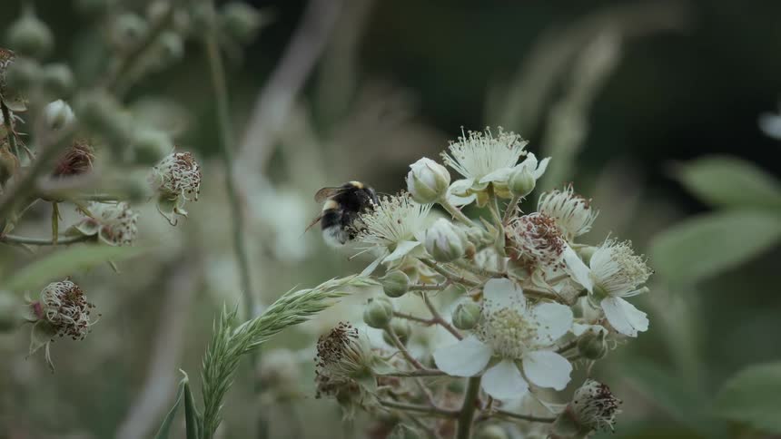 The bee is moving over the flowers while pollinating