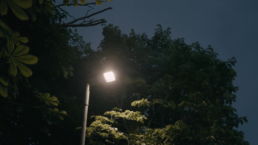 Light pole lit next to trees at night