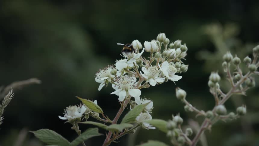 Close up of a bee sipping nectar from multiple white flowers outdoors during daytime