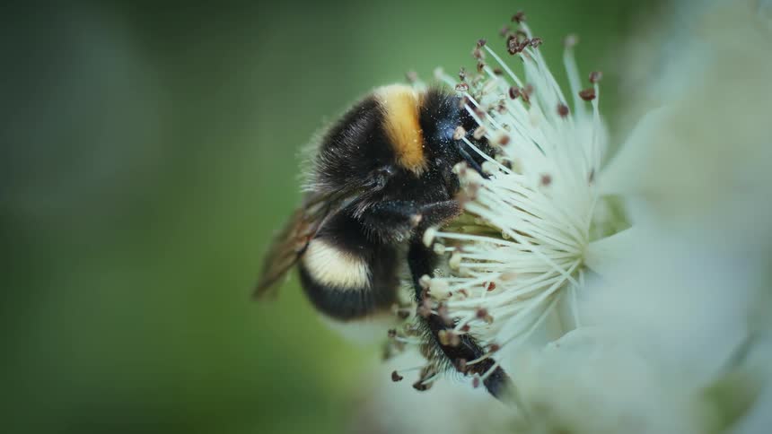 A white tailed bumblebee collects pollen from a flowering blackberry plant