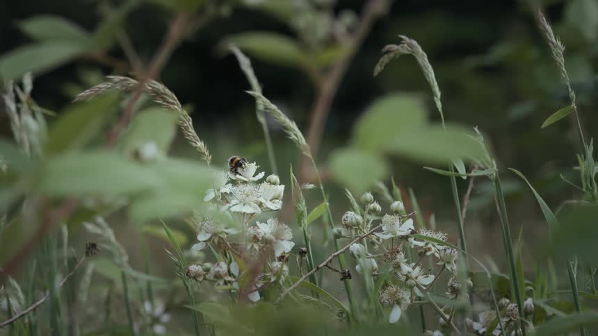 A bee lands on white flowers amid tall grass in a quiet meadow