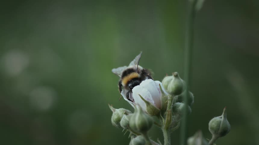 A bumble bee is pollinating a flower bud in a closeup nature shot