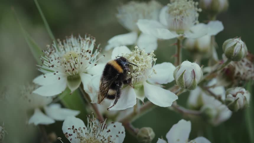 Bee extracting pollen from a flower plant