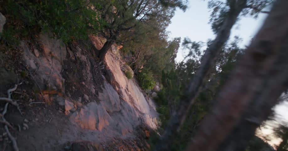 Rocky forest trail winds through dense trees and brush in soft evening light