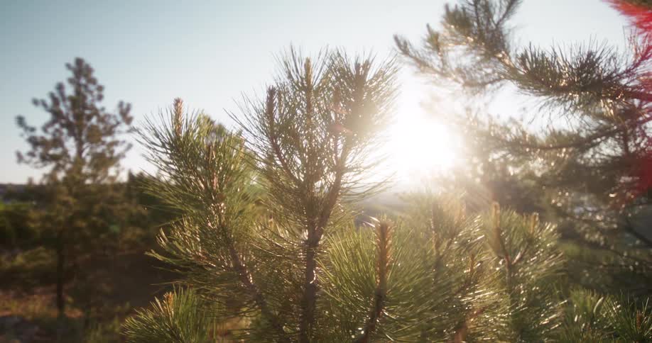 A sunlit closeup of pine tree branches in a peaceful forest setting
