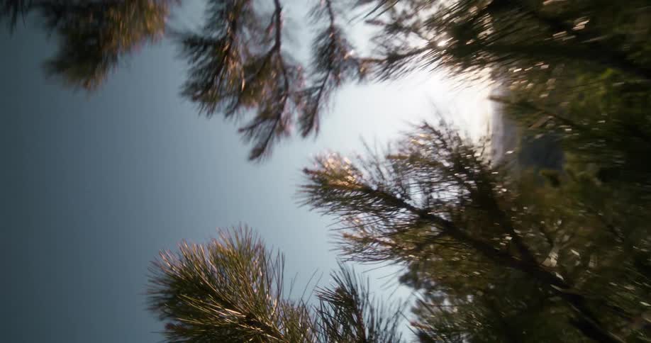 Sun filtering thru pine needles in the wilderness