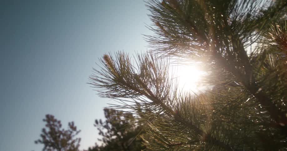 Sun filtering thru pine needles in the wilderness