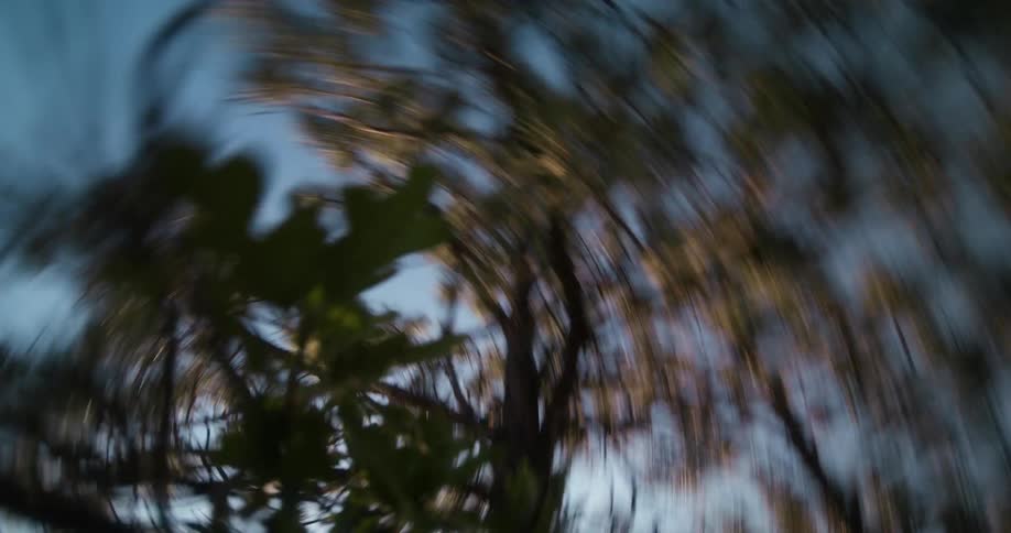 The green tree is under the clear sky