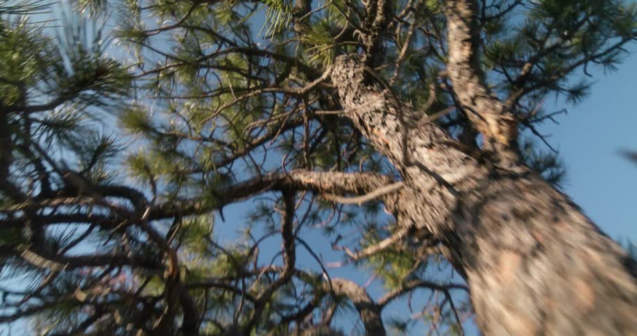 A tree in the forest standing tall