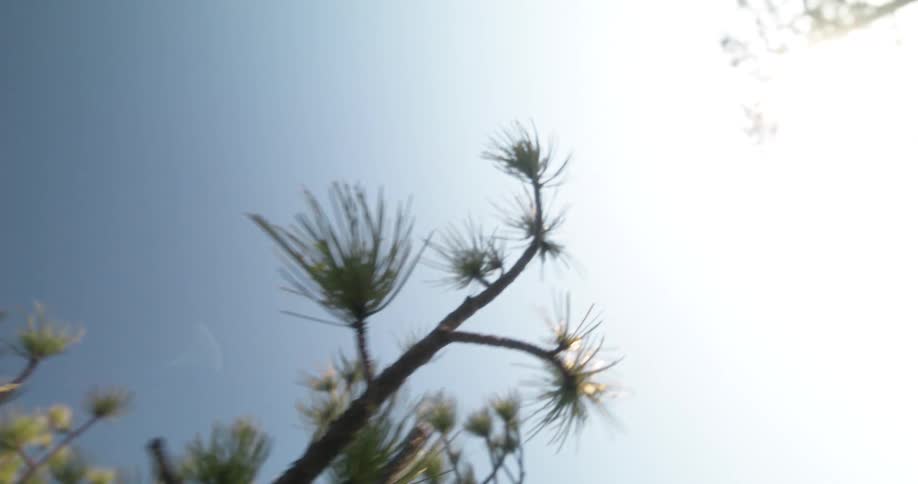 Sun shines on the tree branches