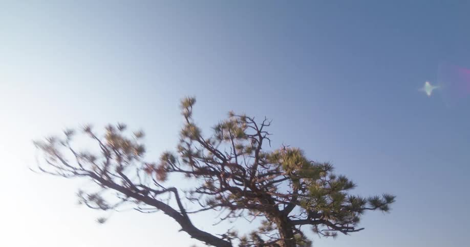 The view rushes over a rocky mountain path before sweeping upward to a lone pine tree silhouetted against the bright blue sky